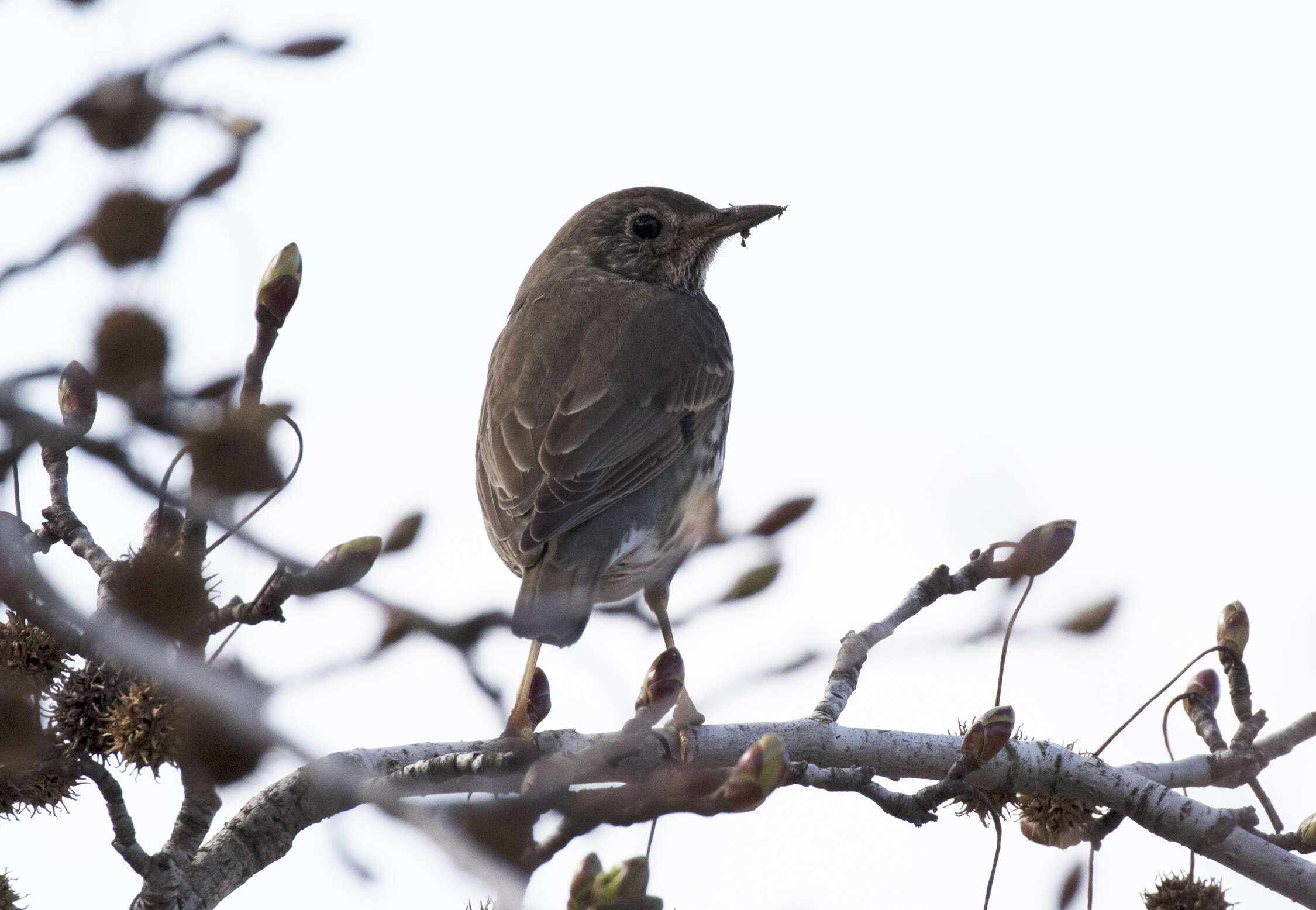 Image of Song Thrush