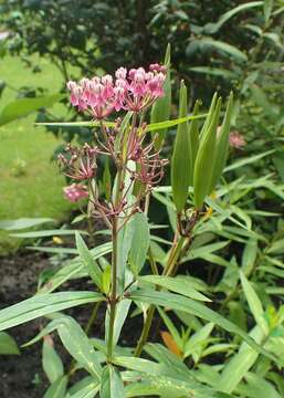 Image of swamp milkweed