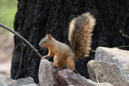 Image of Mexican Fox Squirrel