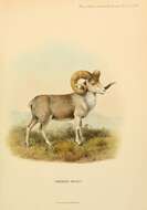 Image of argali, mouflon