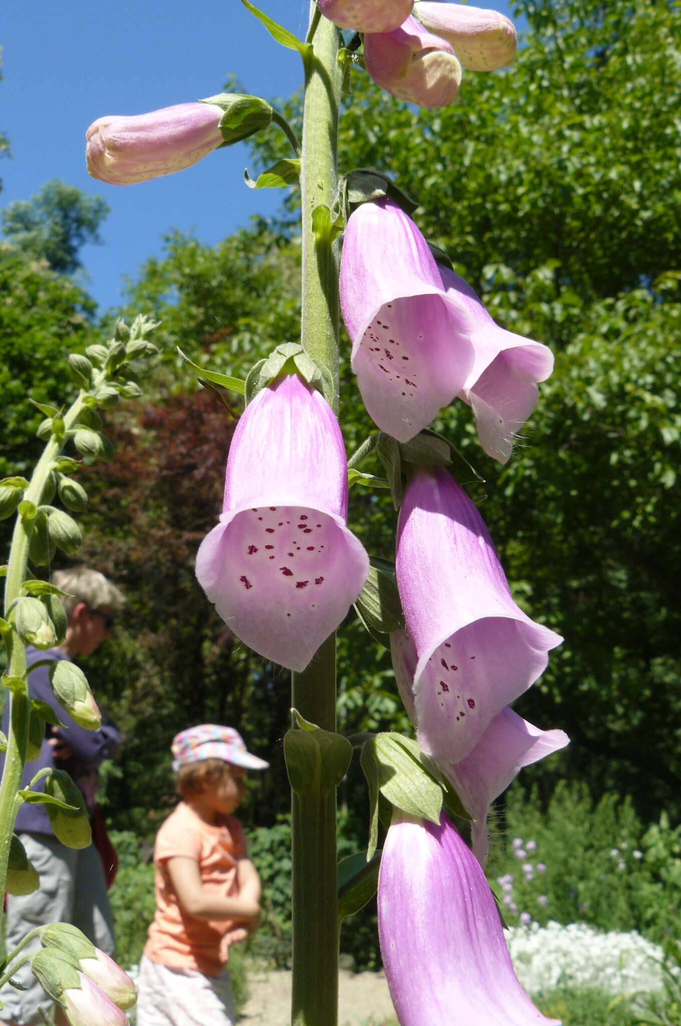 Imagem de Digitalis purpurea L.