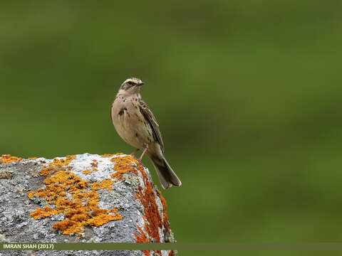 Image of Rosy Pipit