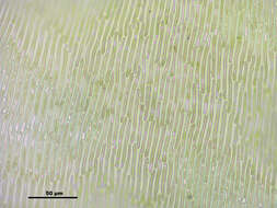 صورة Campylium stellatum