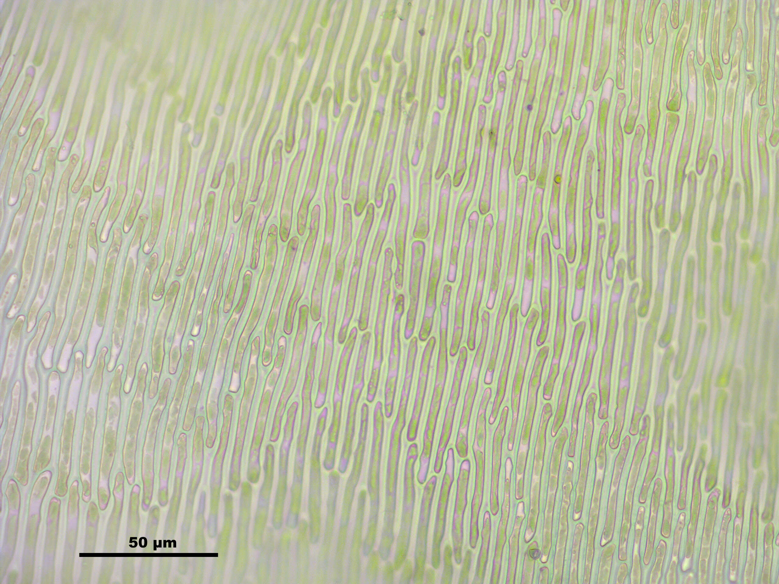 Слика од Campylium stellatum