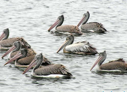 Image of Grey Pelican