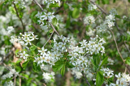 Image of Mahaleb cherry