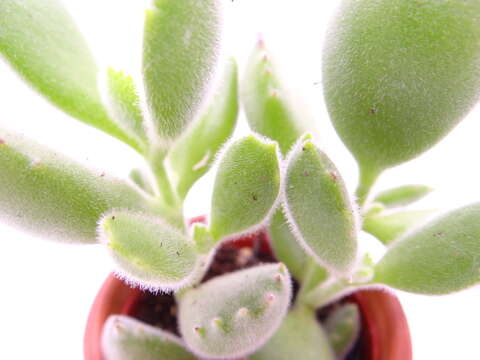 Image of Cotyledon tomentosa Harv.