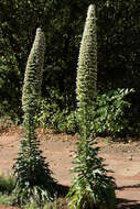 Image of Echium simplex DC.