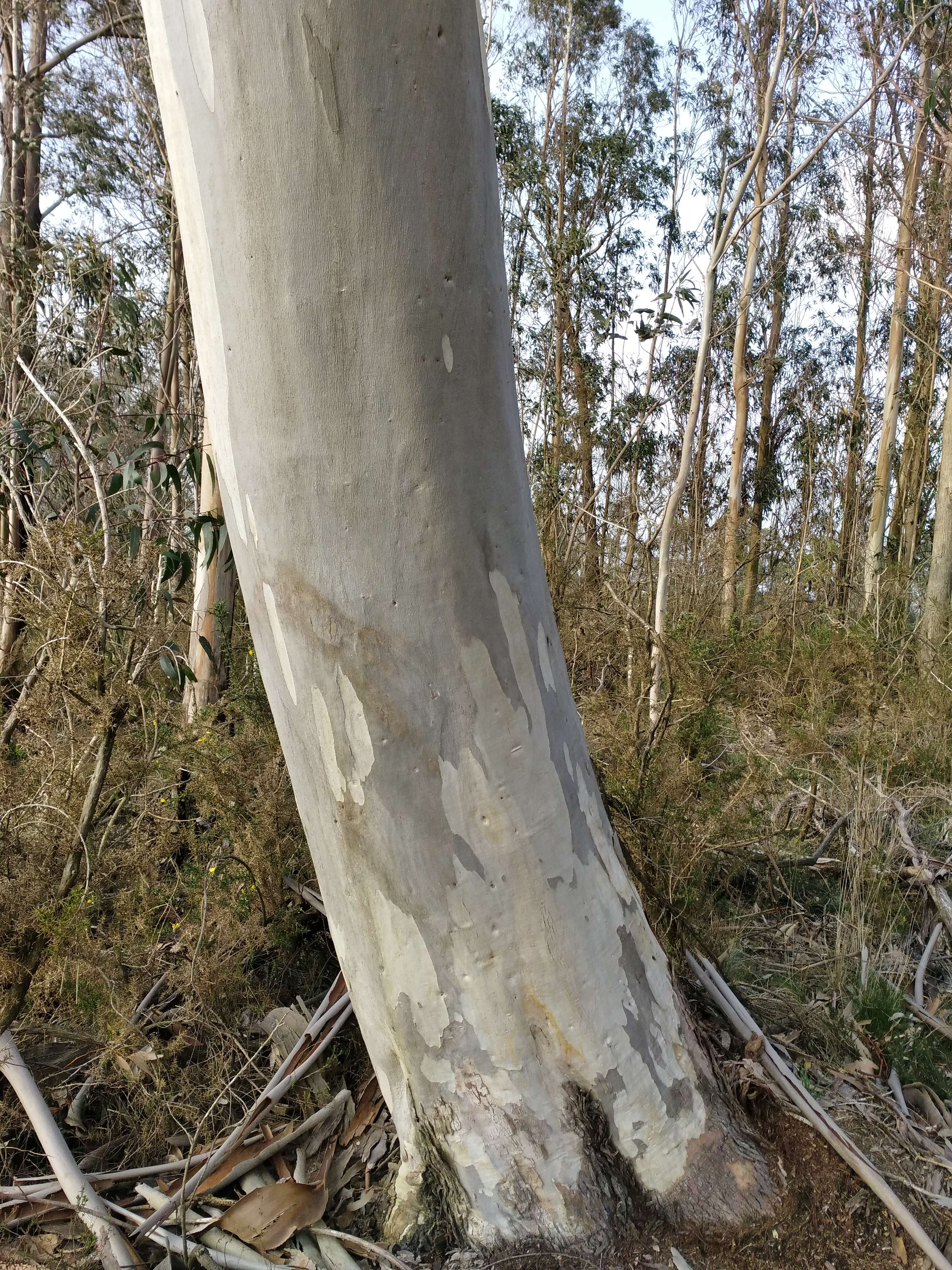 Image of snow gum