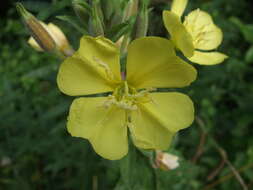 Image of common evening primrose