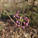 Sivun Callicarpa kwangtungensis Chun kuva