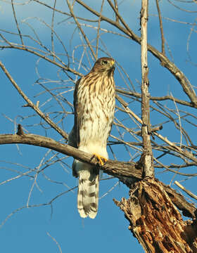 Image of Cooper's Hawk