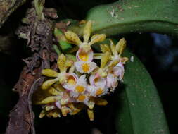 Imagem de Gastrochilus obliquus (Lindl.) Kuntze