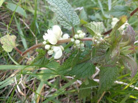 Image of white deadnettle