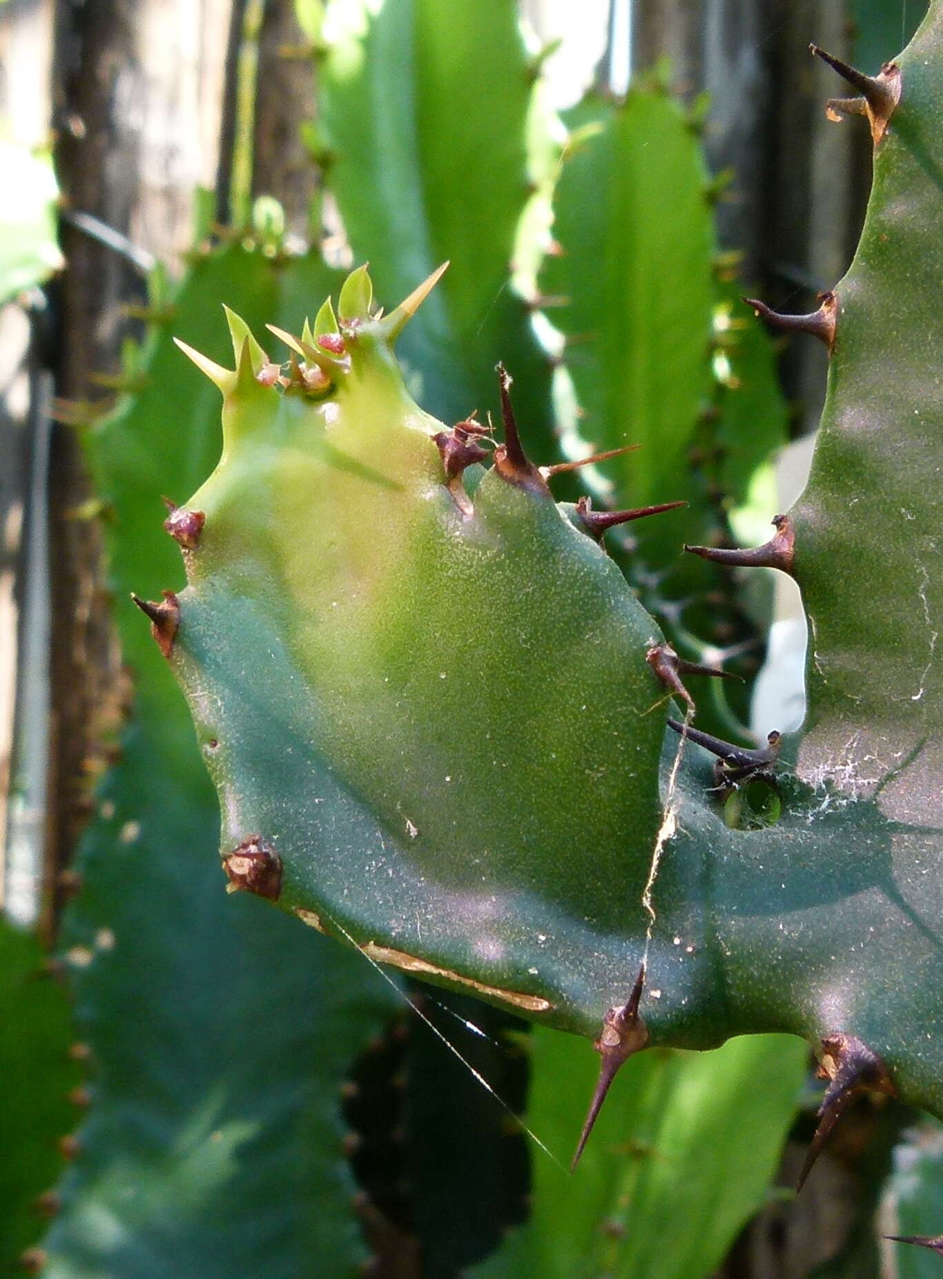 Imagem de Euphorbia triangularis Desf. ex A. Berger