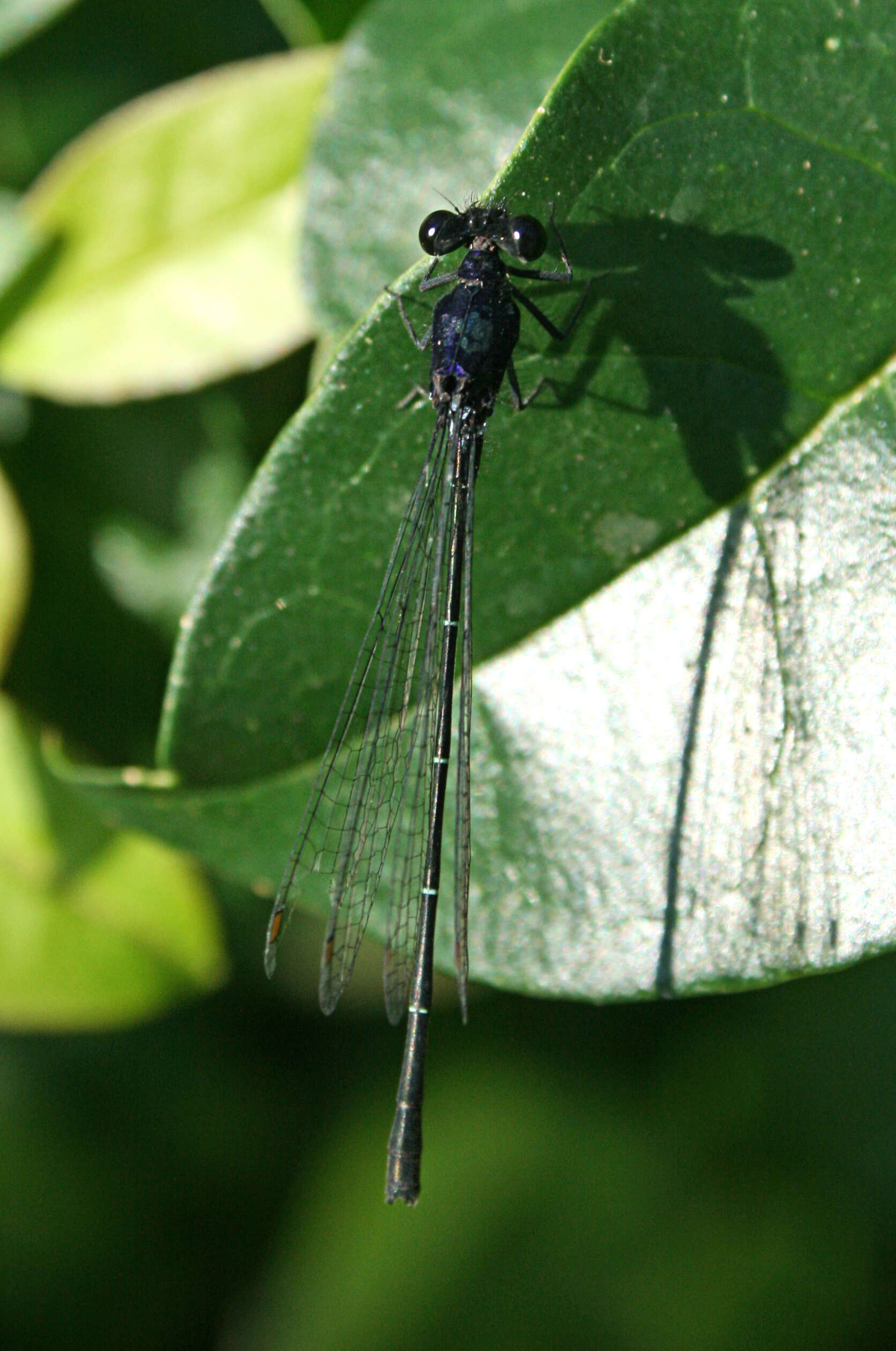 Image de Onychargia Selys 1865