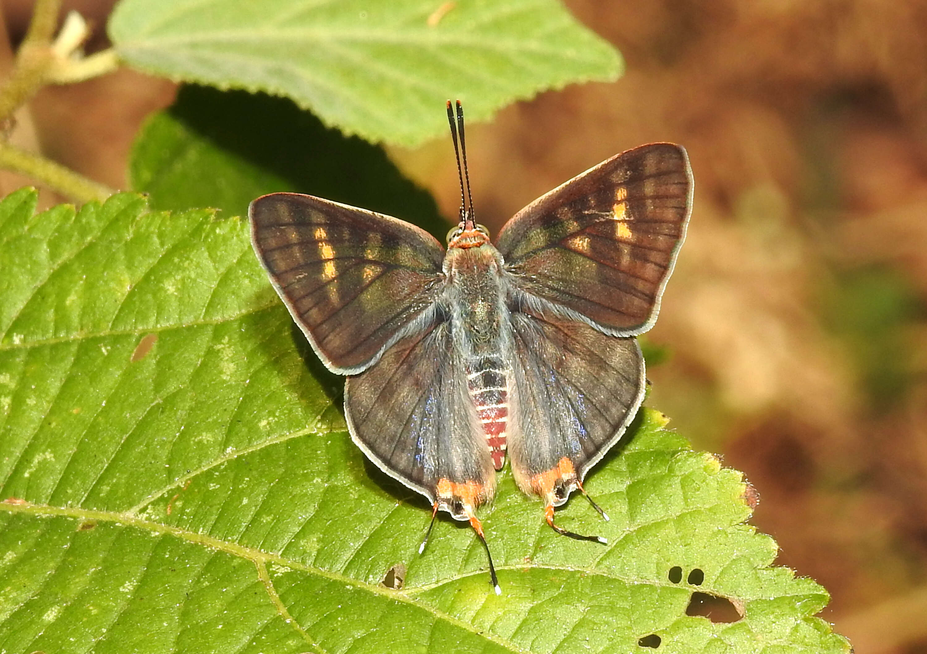 Слика од Cigaritis schistacea