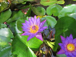 Image of blue star water-lily