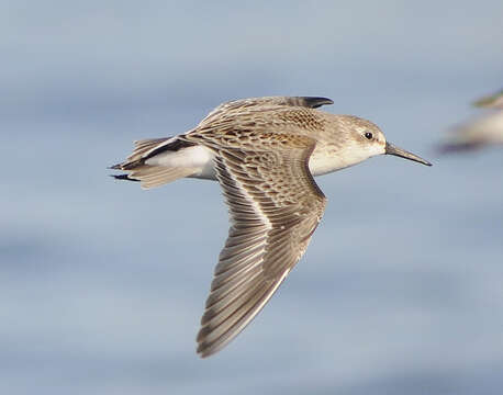 Image of Western Sandpiper