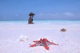 Image of African red knob sea star