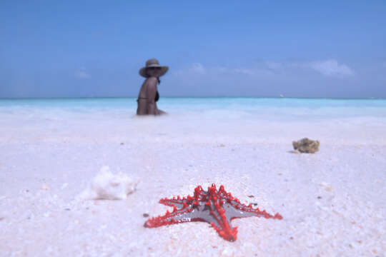 Image of African red knob sea star