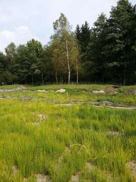 Image of Scirpus radicans Schkuhr