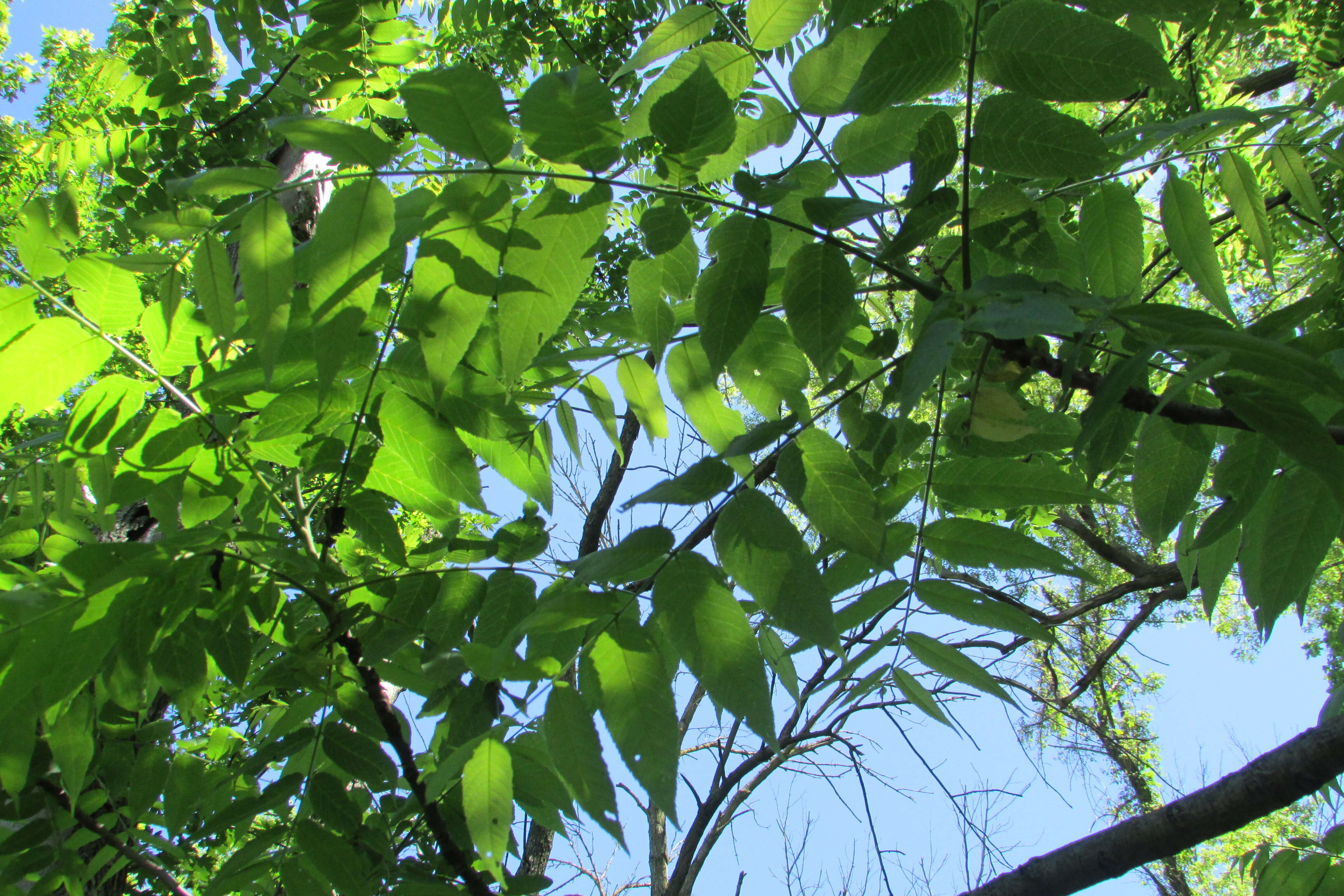 Image of black locust