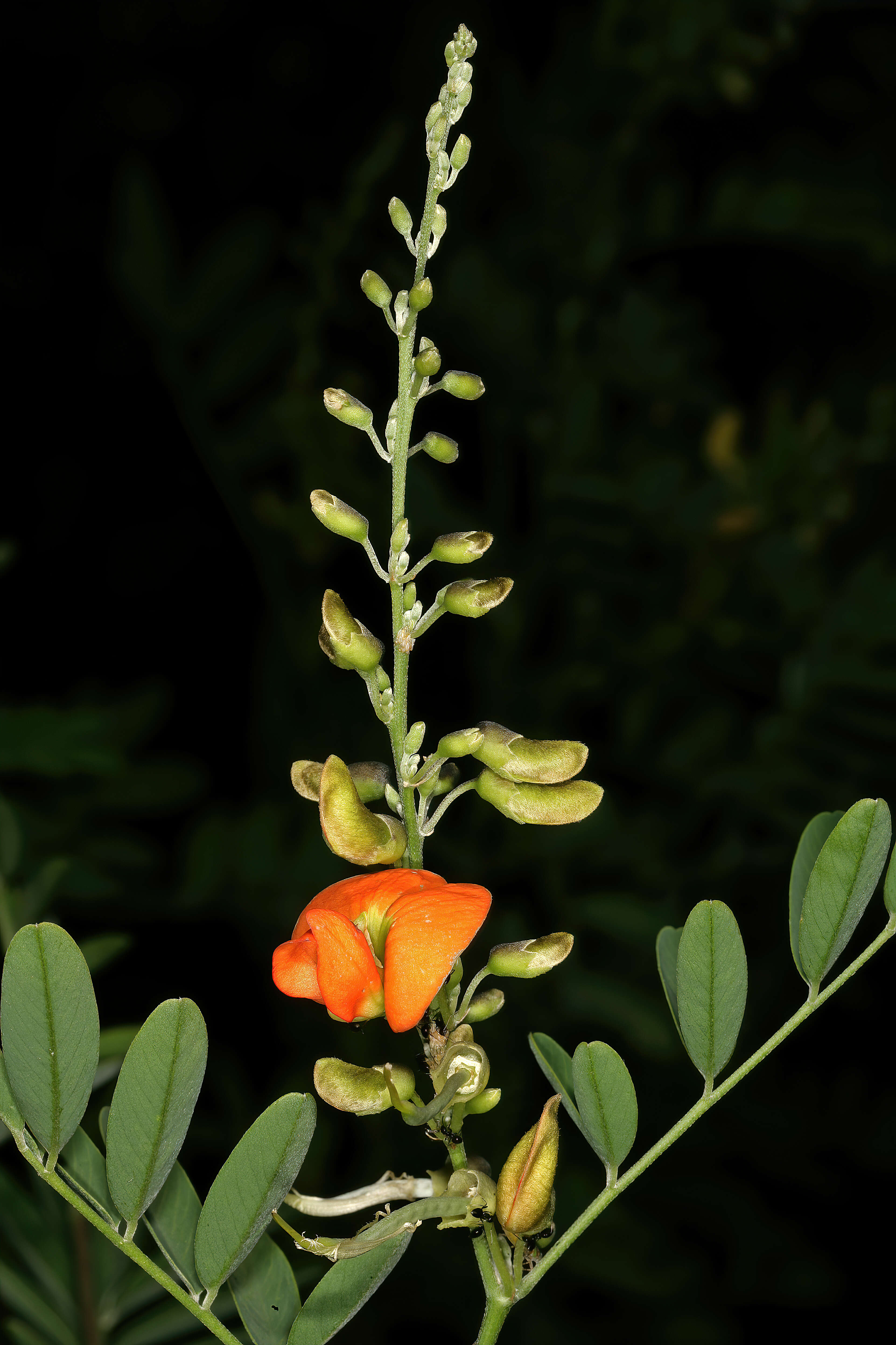 Image of Tephrosia pondoensis