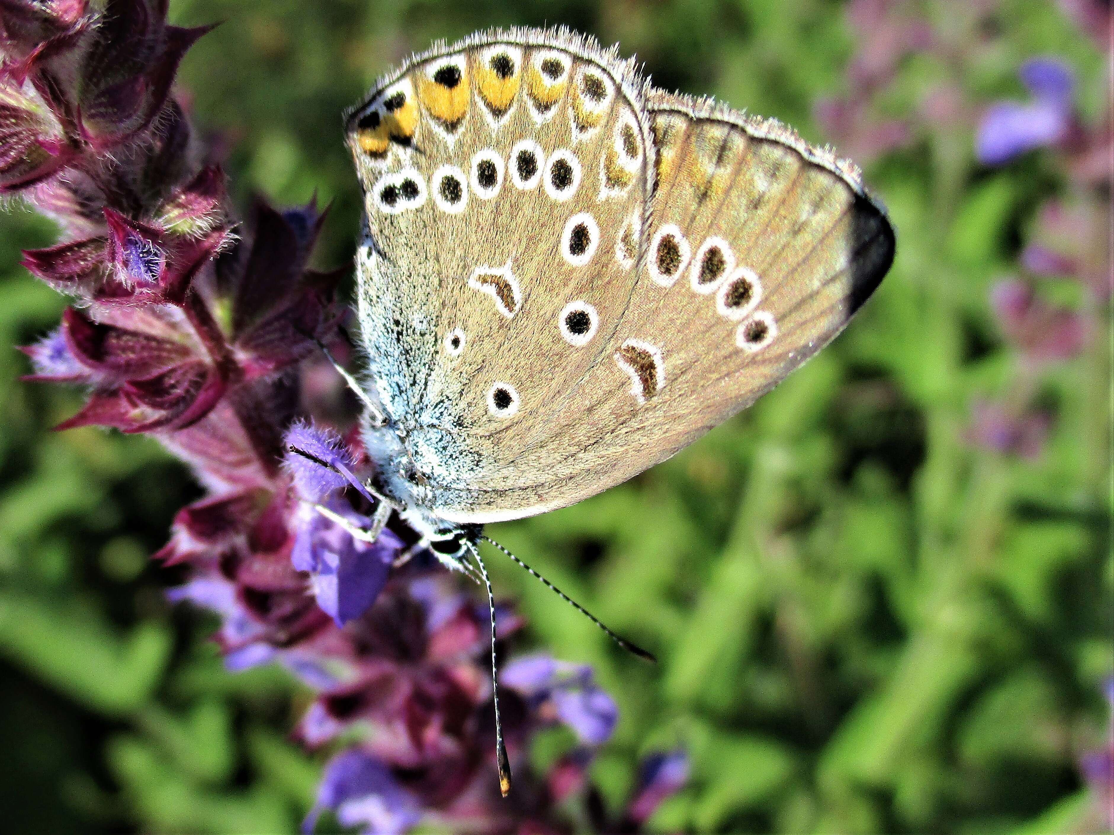 Image of Polyommatus amandus