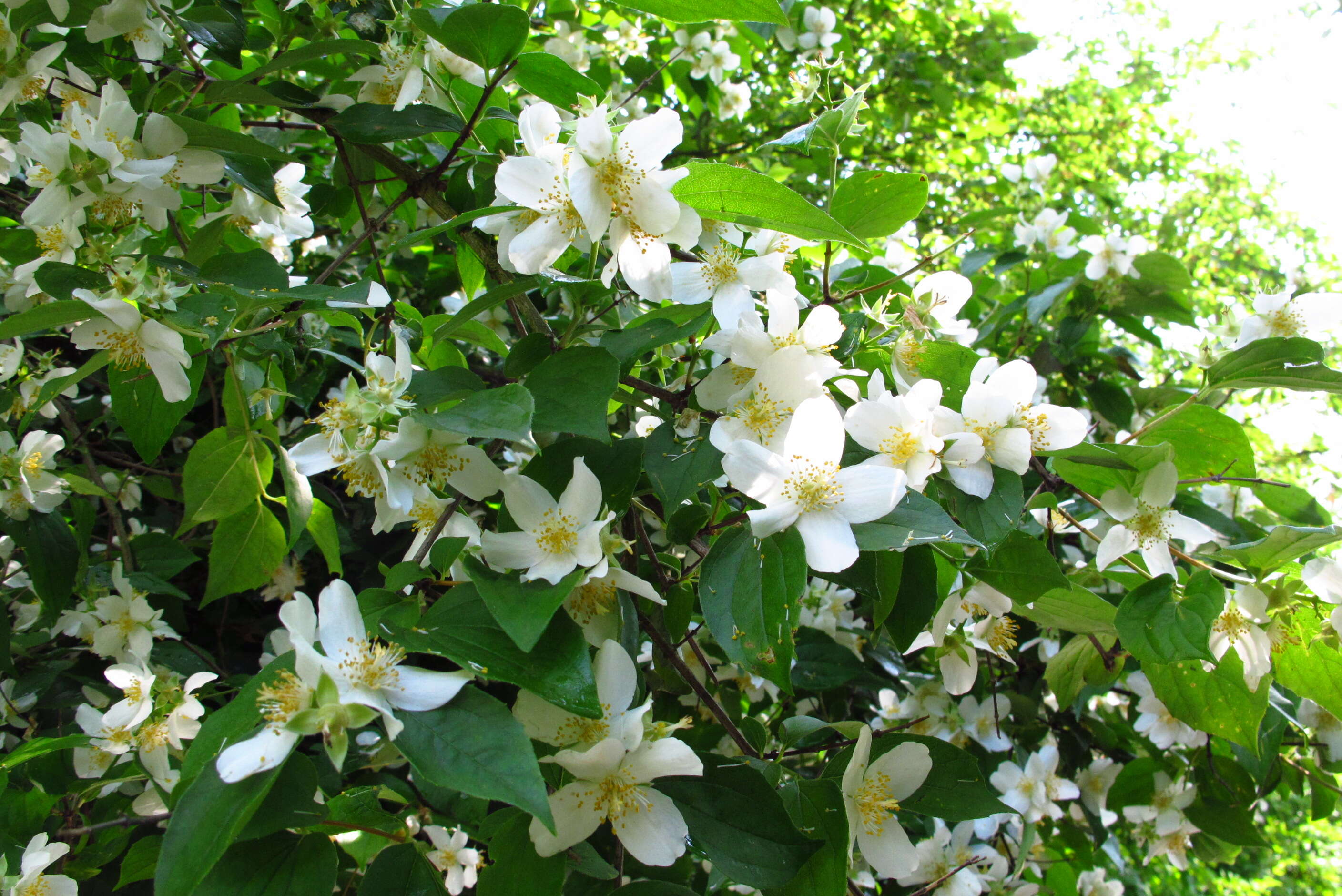 Image of sweet mock orange