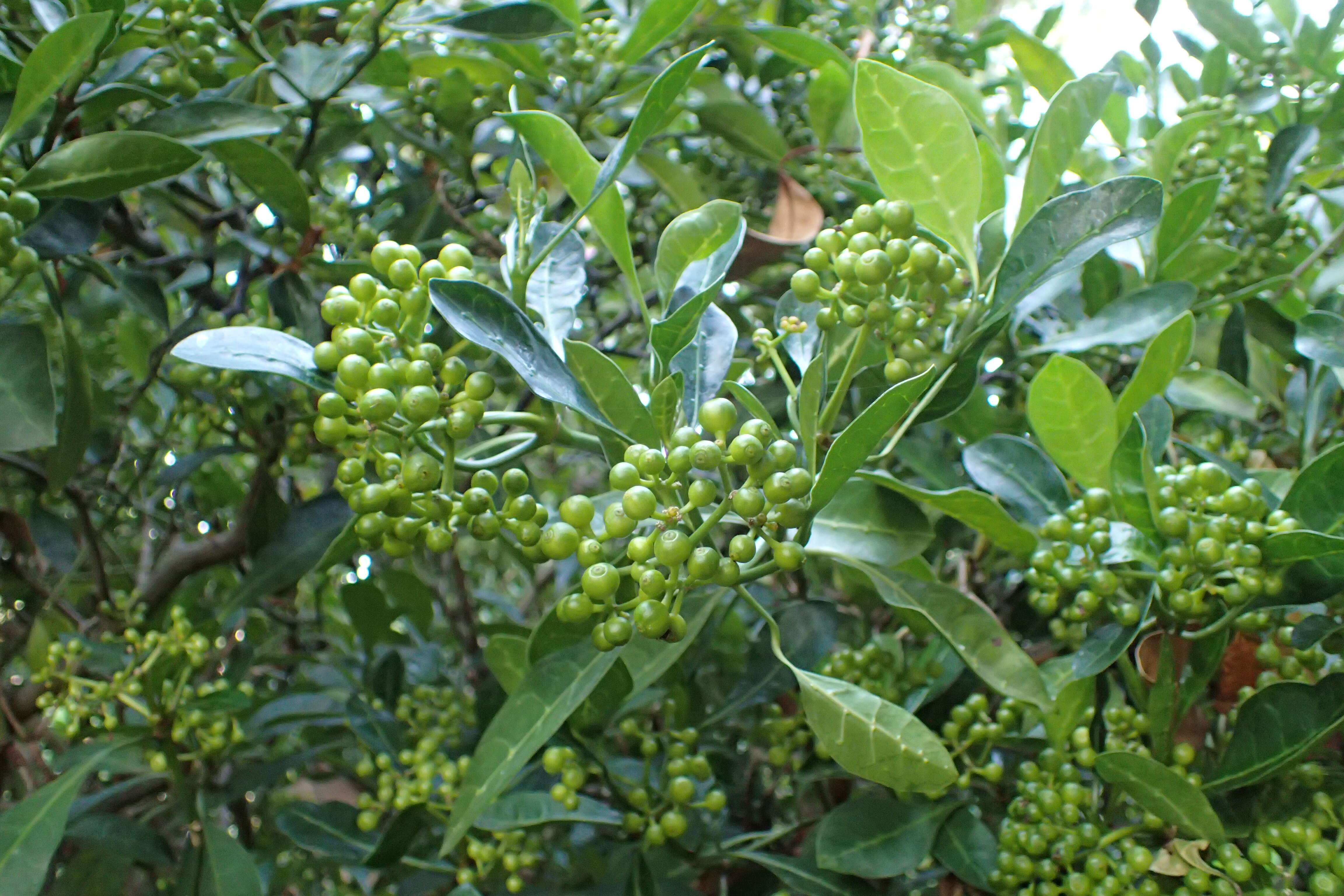 Image of Black bird-berry