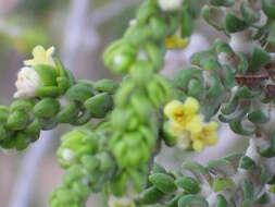 Image of Thymelaea hirsuta (L.) Endl.