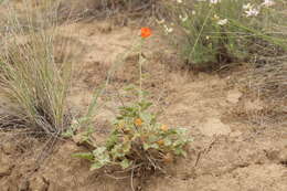 Image of Munro's globemallow