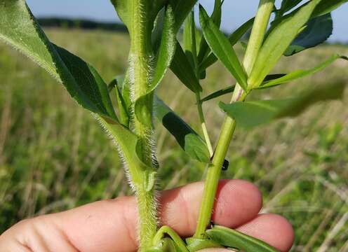 Image of purplestem aster