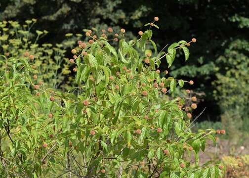 Image of common buttonbush