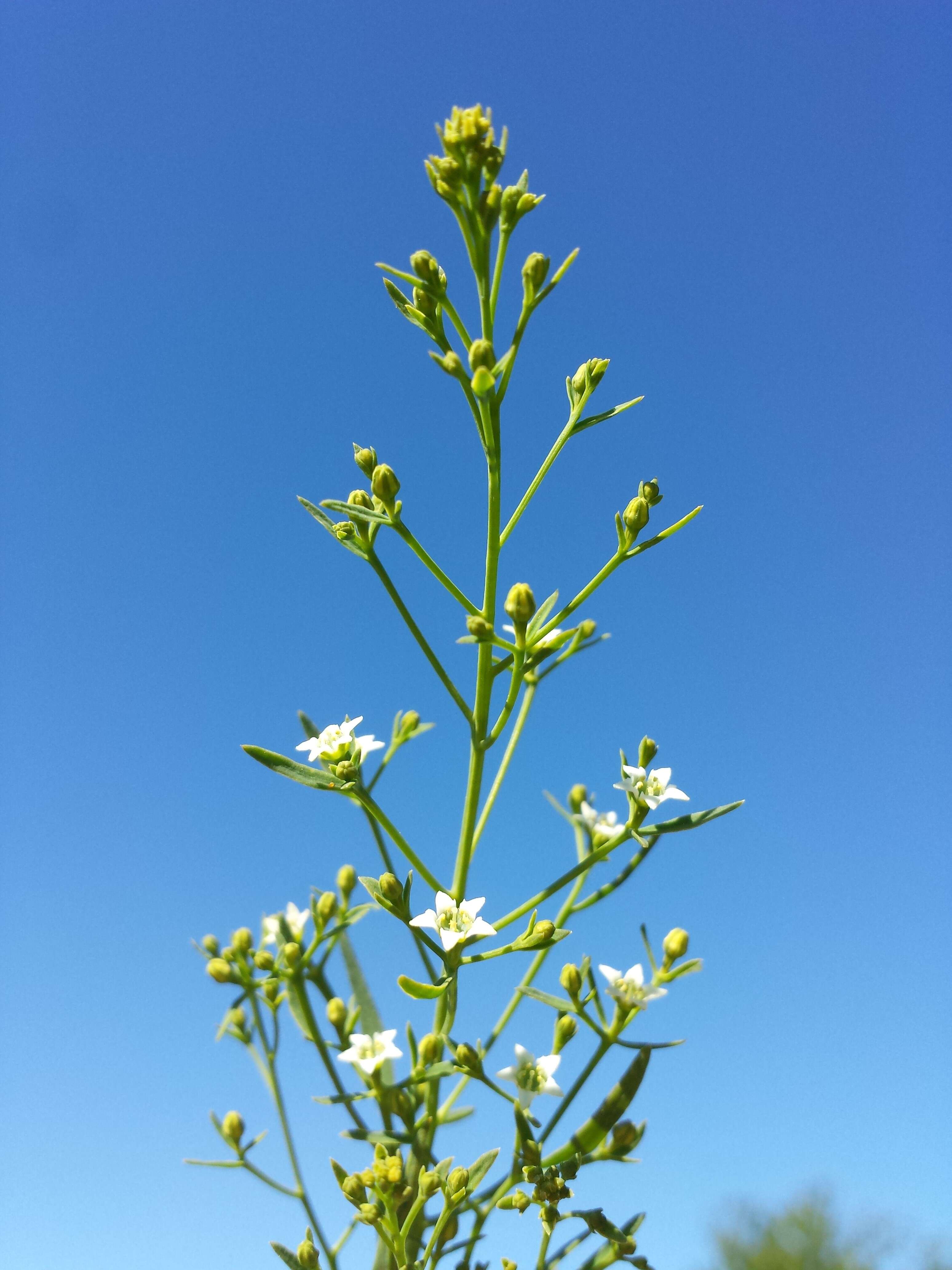 Image of flaxleaf