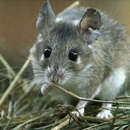 Image of Cretan Spiny Mouse