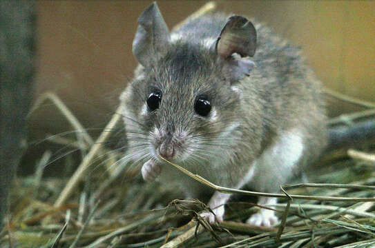 Image of Cretan Spiny Mouse