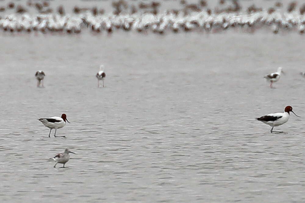 Image of Australian Red-necked Avocet