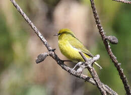 Chlorodrepanis virens (Gmelin & JF 1788)的圖片