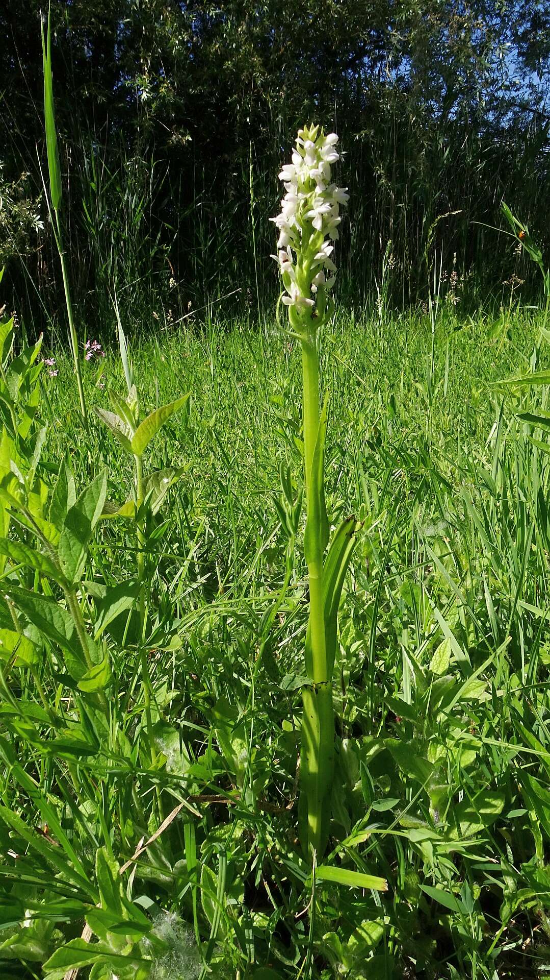 Dactylorhiza incarnata (L.) Soó resmi