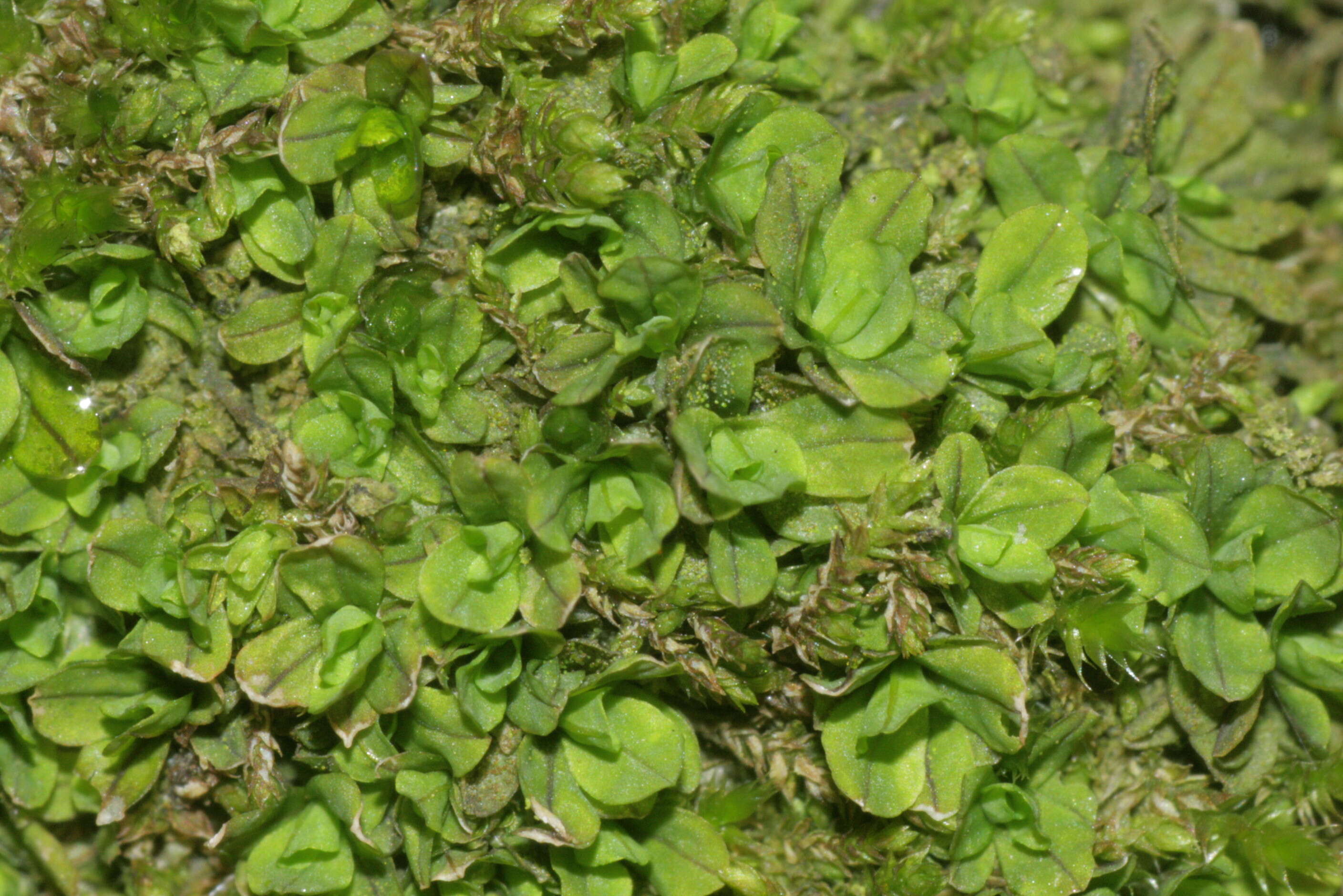 Image of Wideleaf Tortula Moss