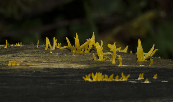 Imagem de Calocera cornea (Batsch) Fr. 1827