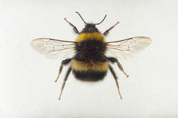 Image of Bombus magnus Vogt 1911