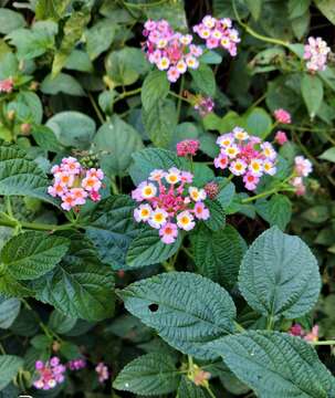 Image of lantana