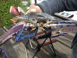 Image of Pacific blue swimming crab