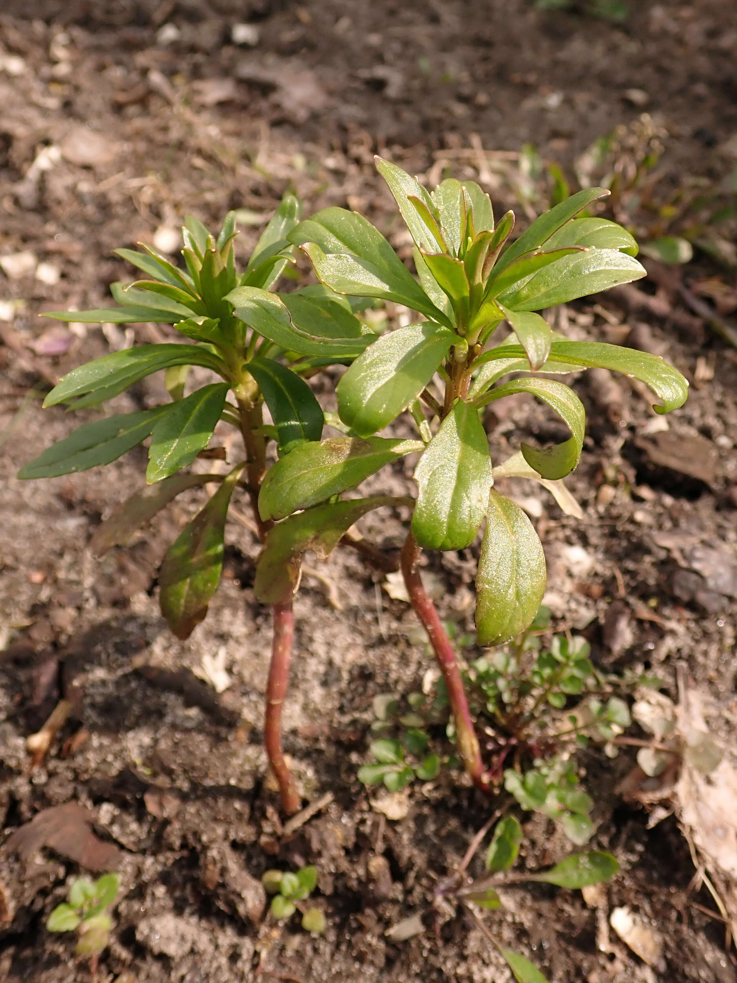 Plancia ëd Iberis umbellata L.