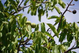 Image of Common walnut