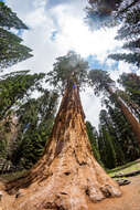 Image of giant sequoia