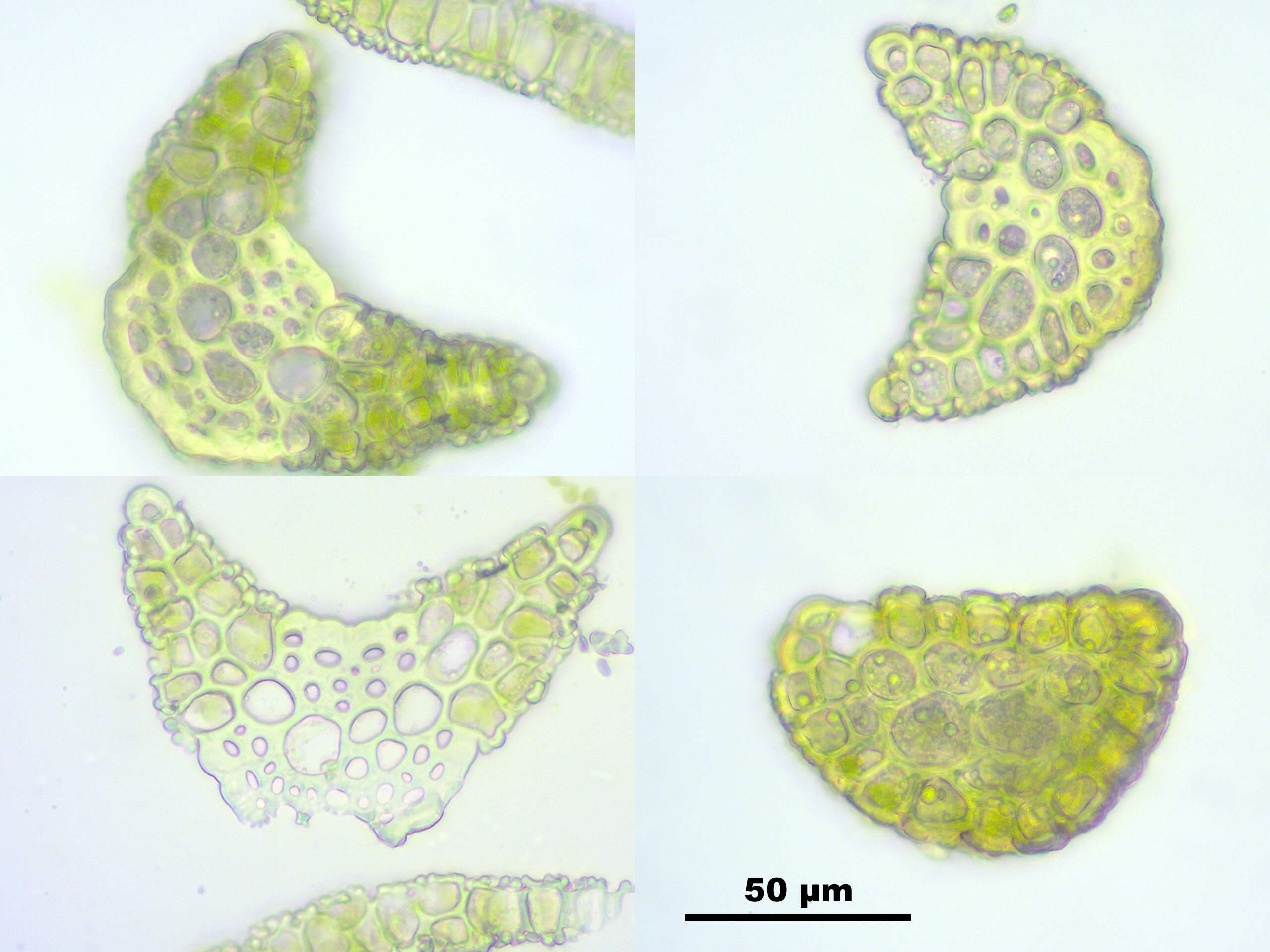 Plancia ëd Tortella fragilis Limpricht 1888